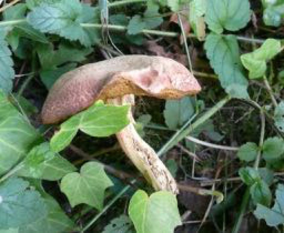 Een mij onbekende paddestoel