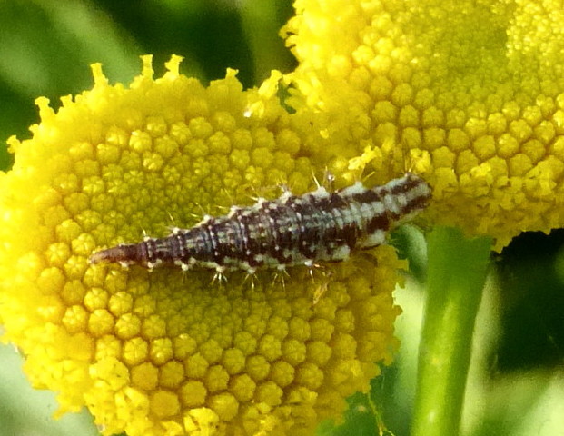 van welke soort is deze larve?