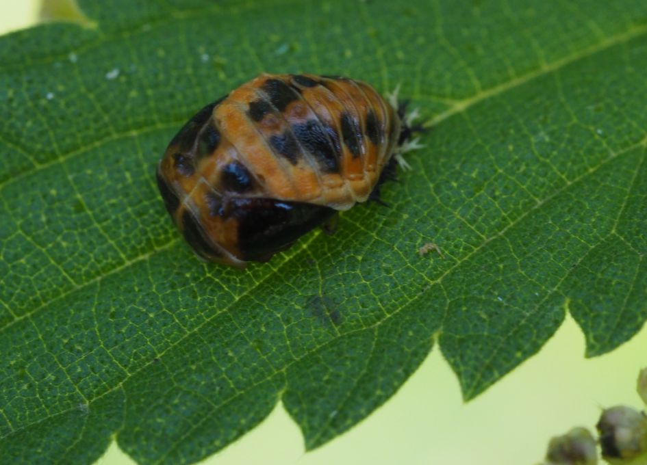 Wat is dit voor een beestje.