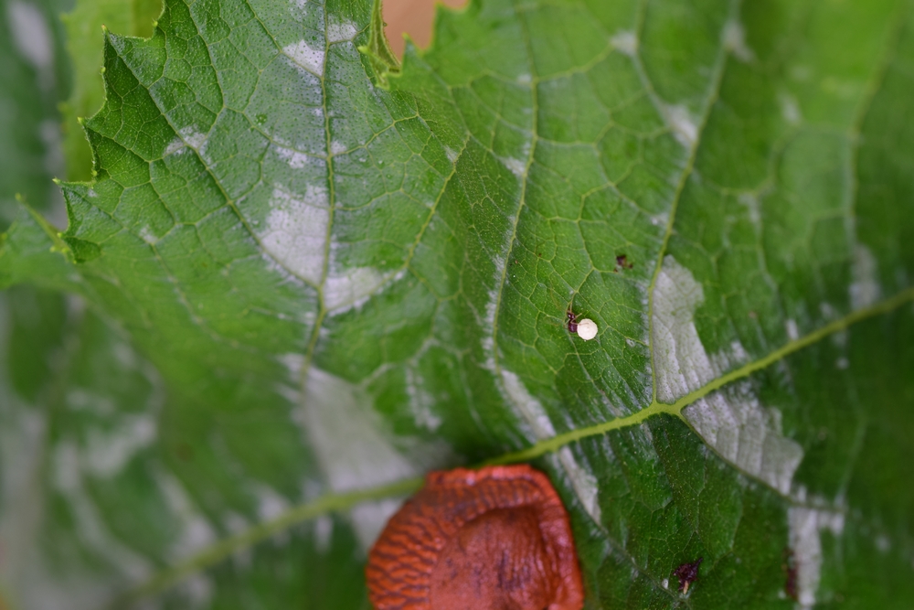 Is dit een dwergspin?