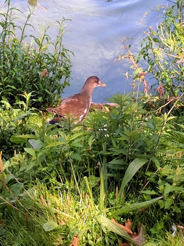 watervogel