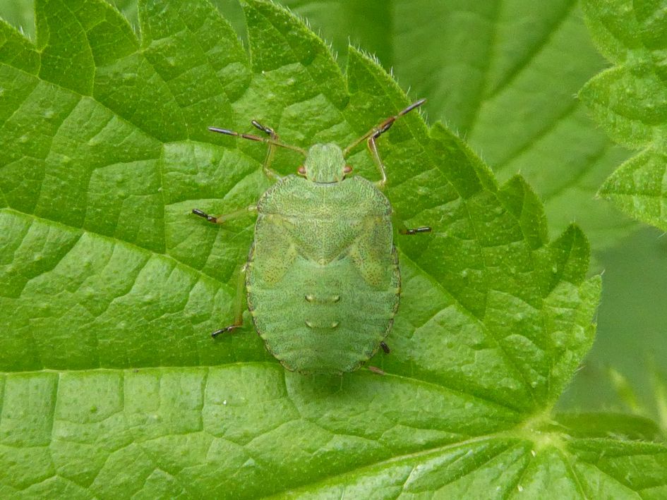 groene schildwants