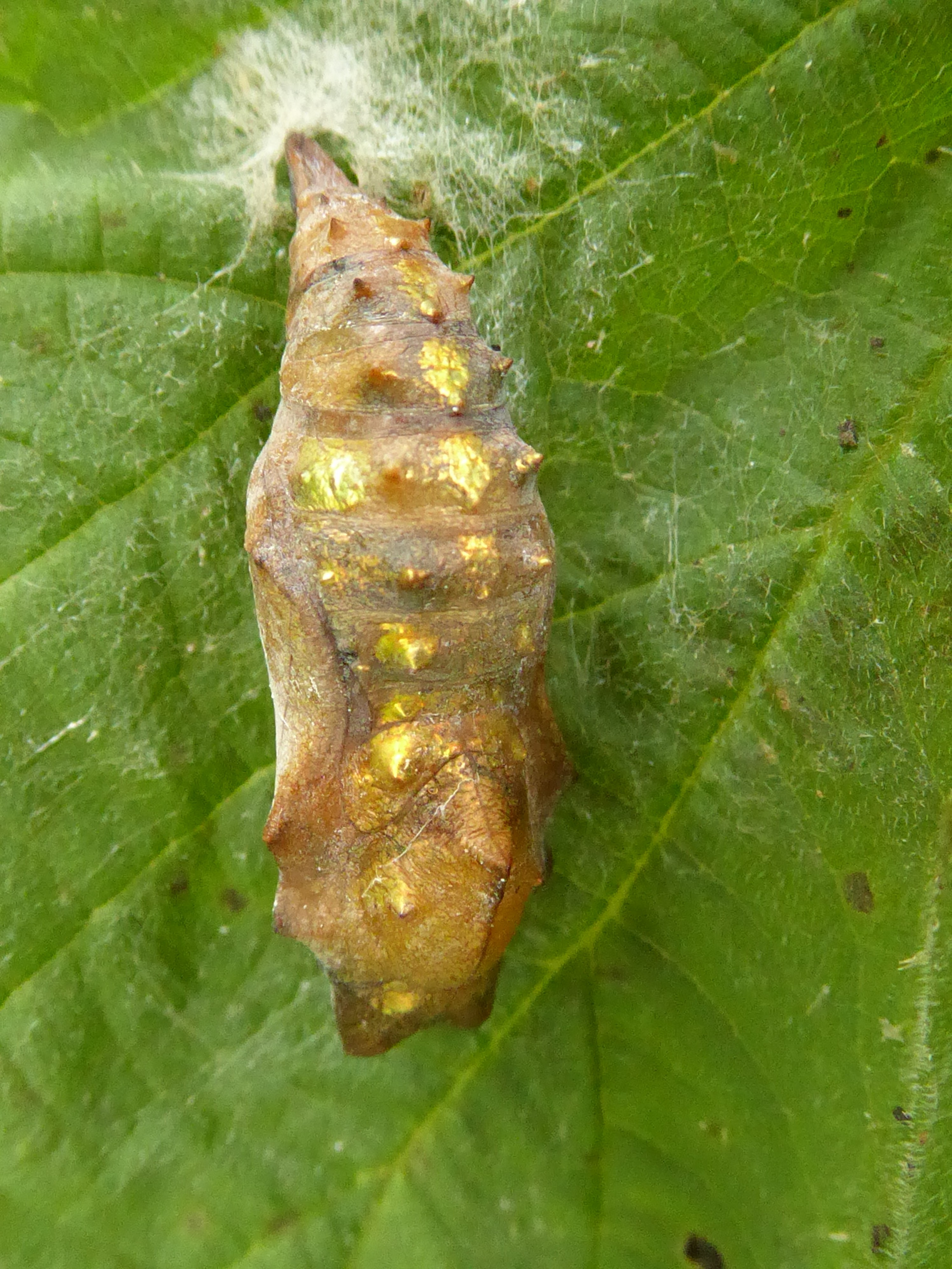 vlinderpop, maar van welke vlinder ?