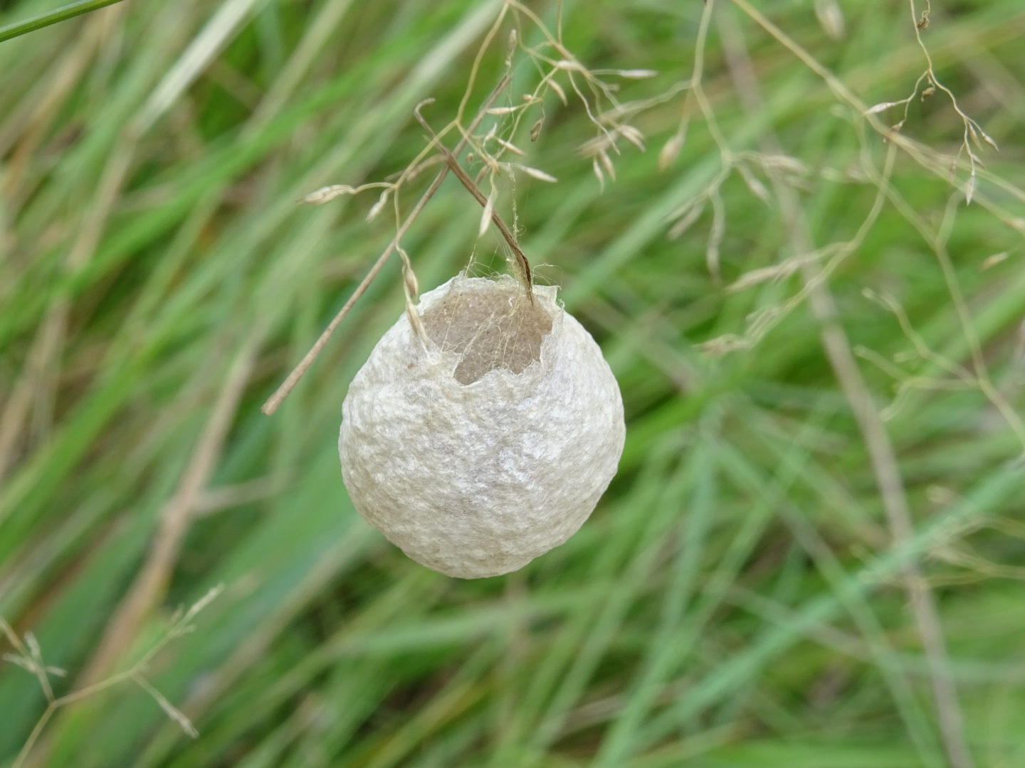 Spinneneitjes van welke spin?