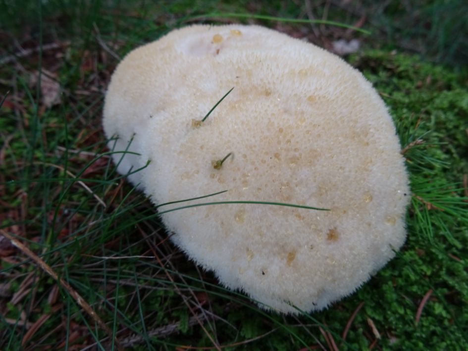 Welke paddestoel is dit?