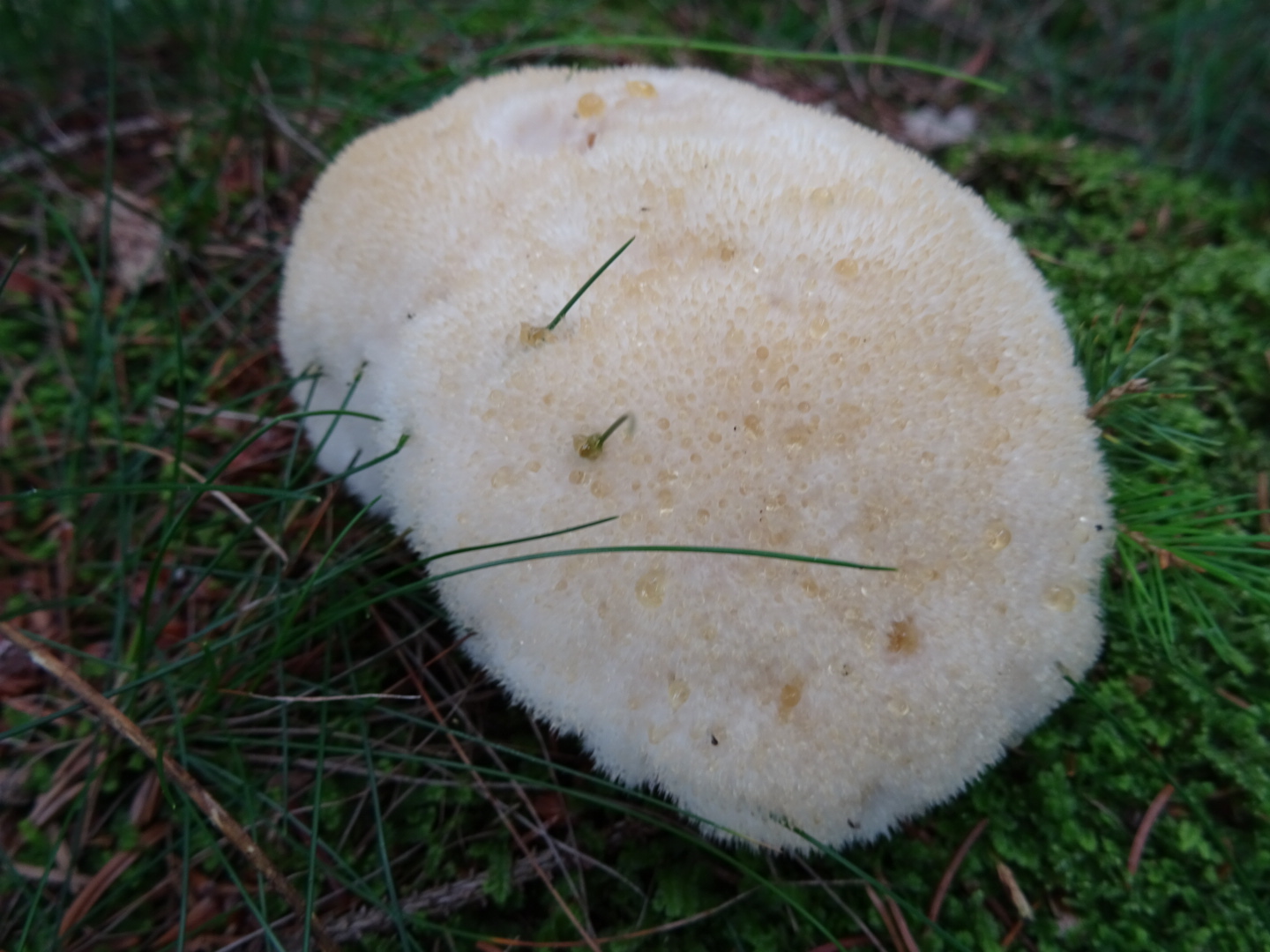 Welke paddestoel is dit?