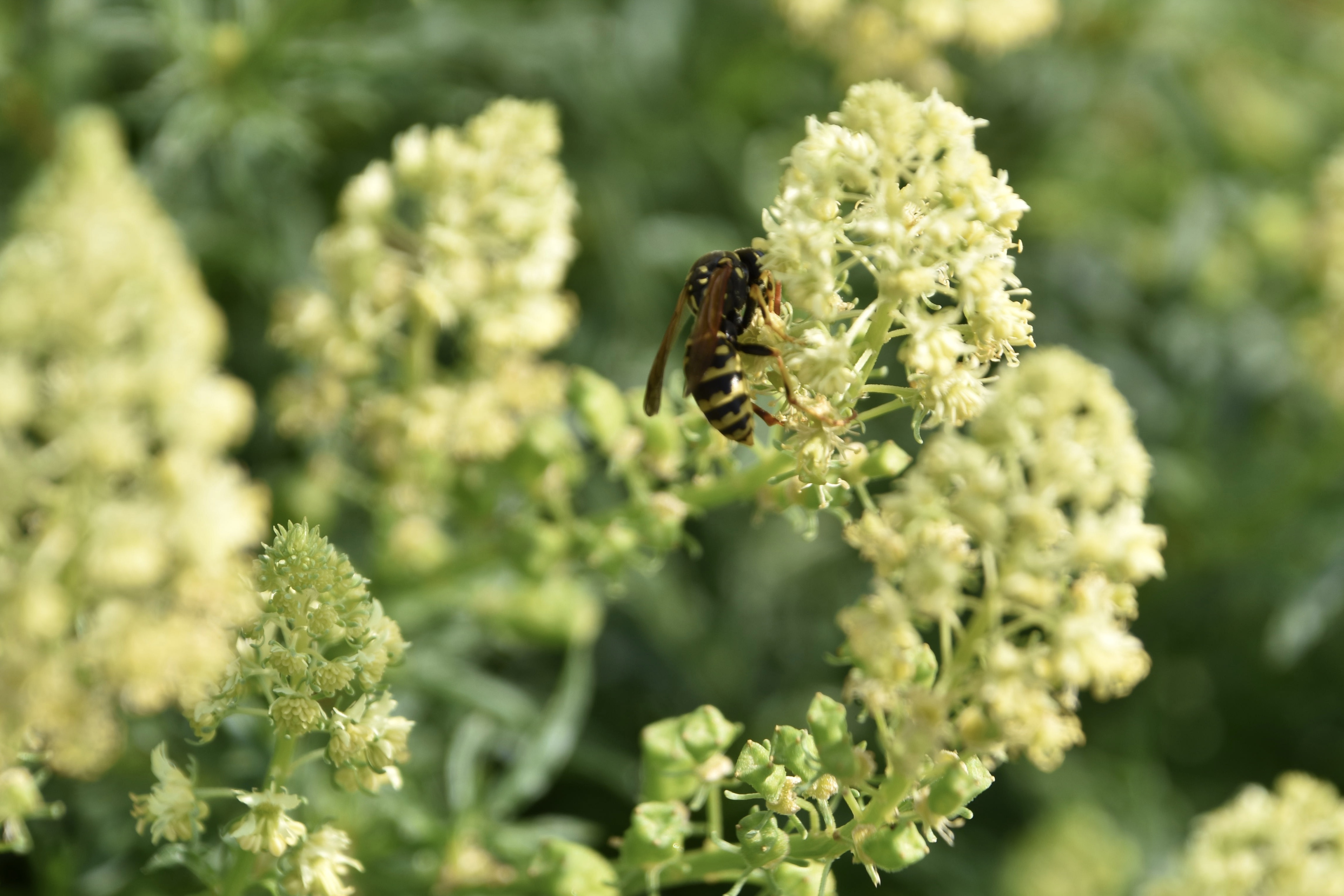 Opnieuw een poging om de naam van een plantje te vragen?