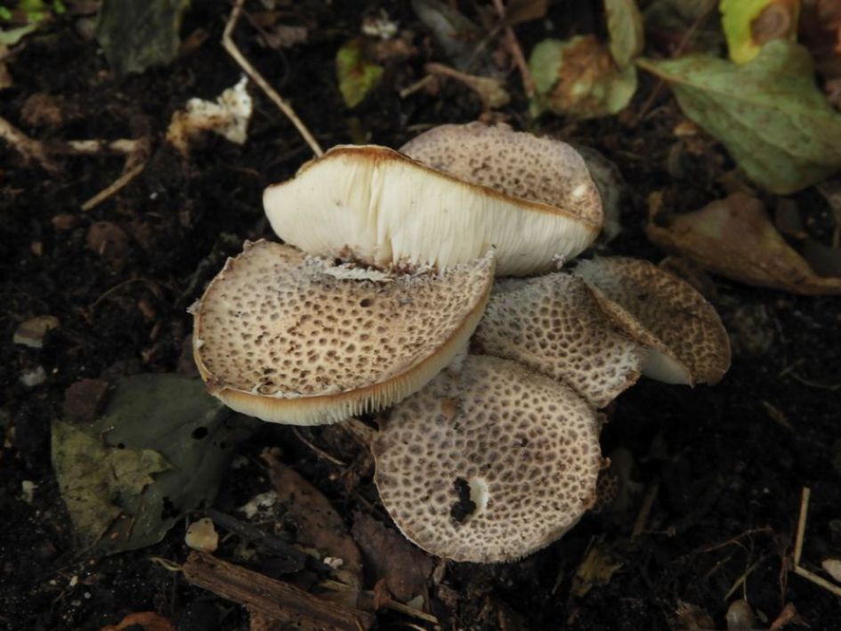 Wie kent deze paddenstoelen?