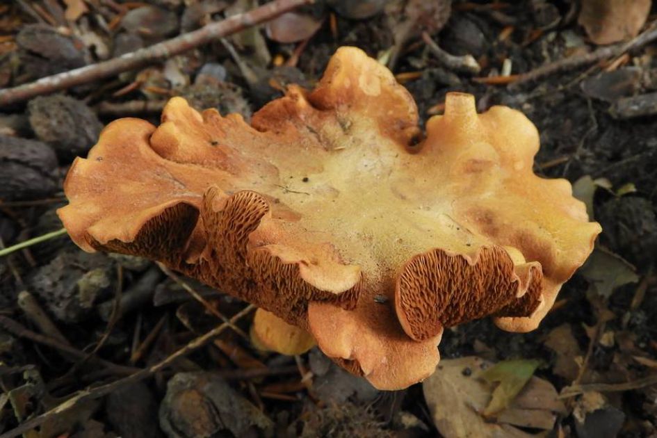 Wie kent deze paddenstoelen?
