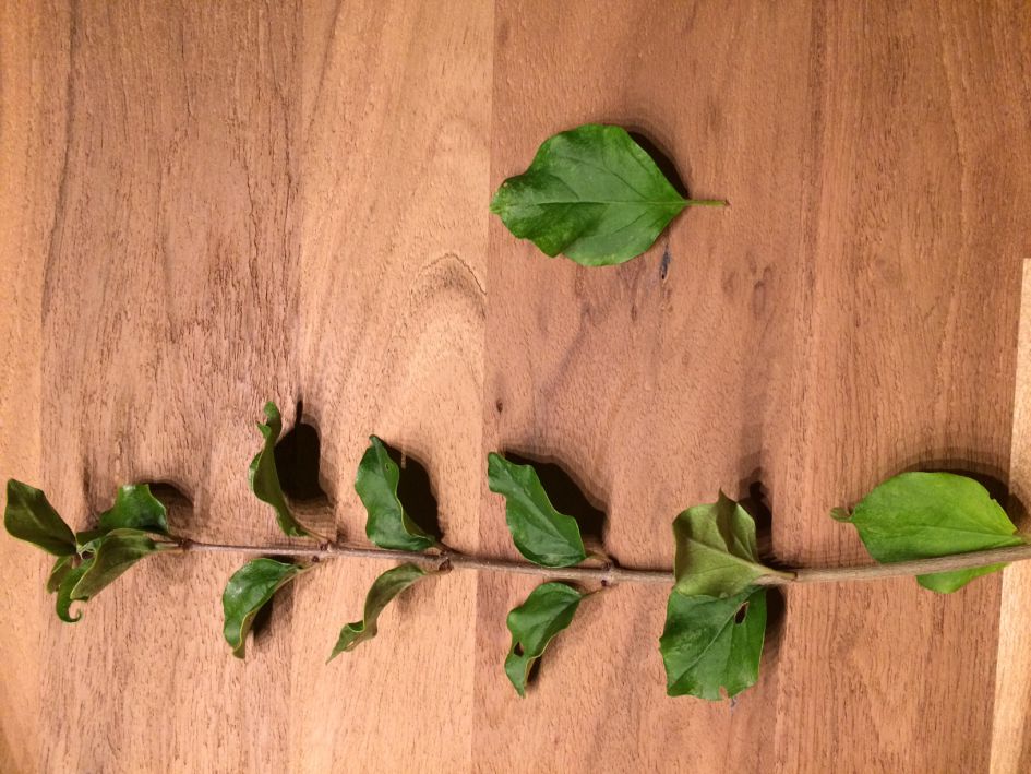 Welke plant is dit?
