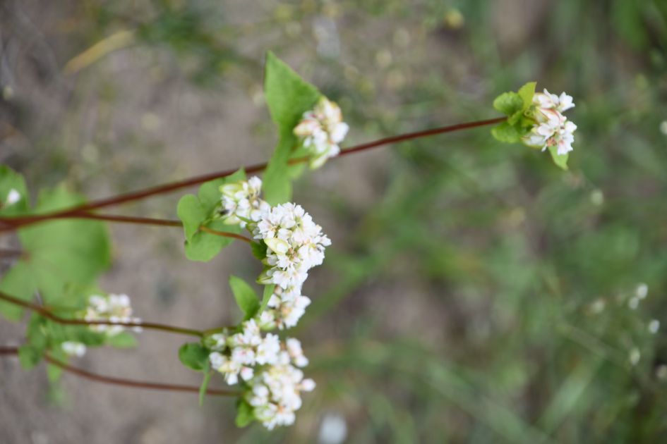Kennen jullie dit plantje?