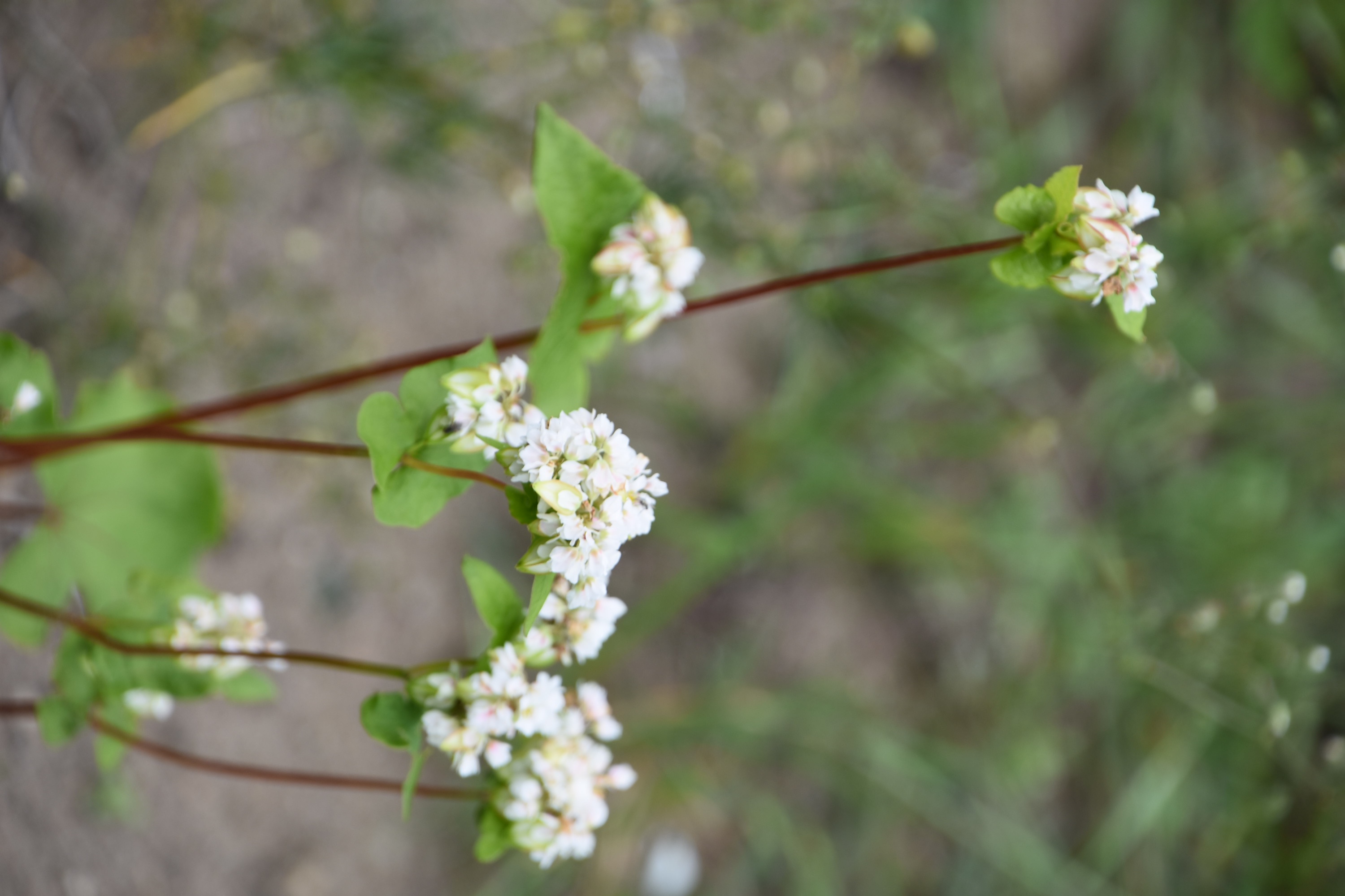 Kennen jullie dit plantje?