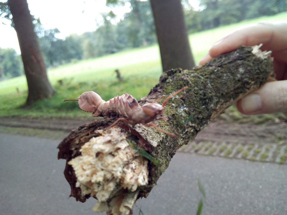 rups maar wel een hele bizarre