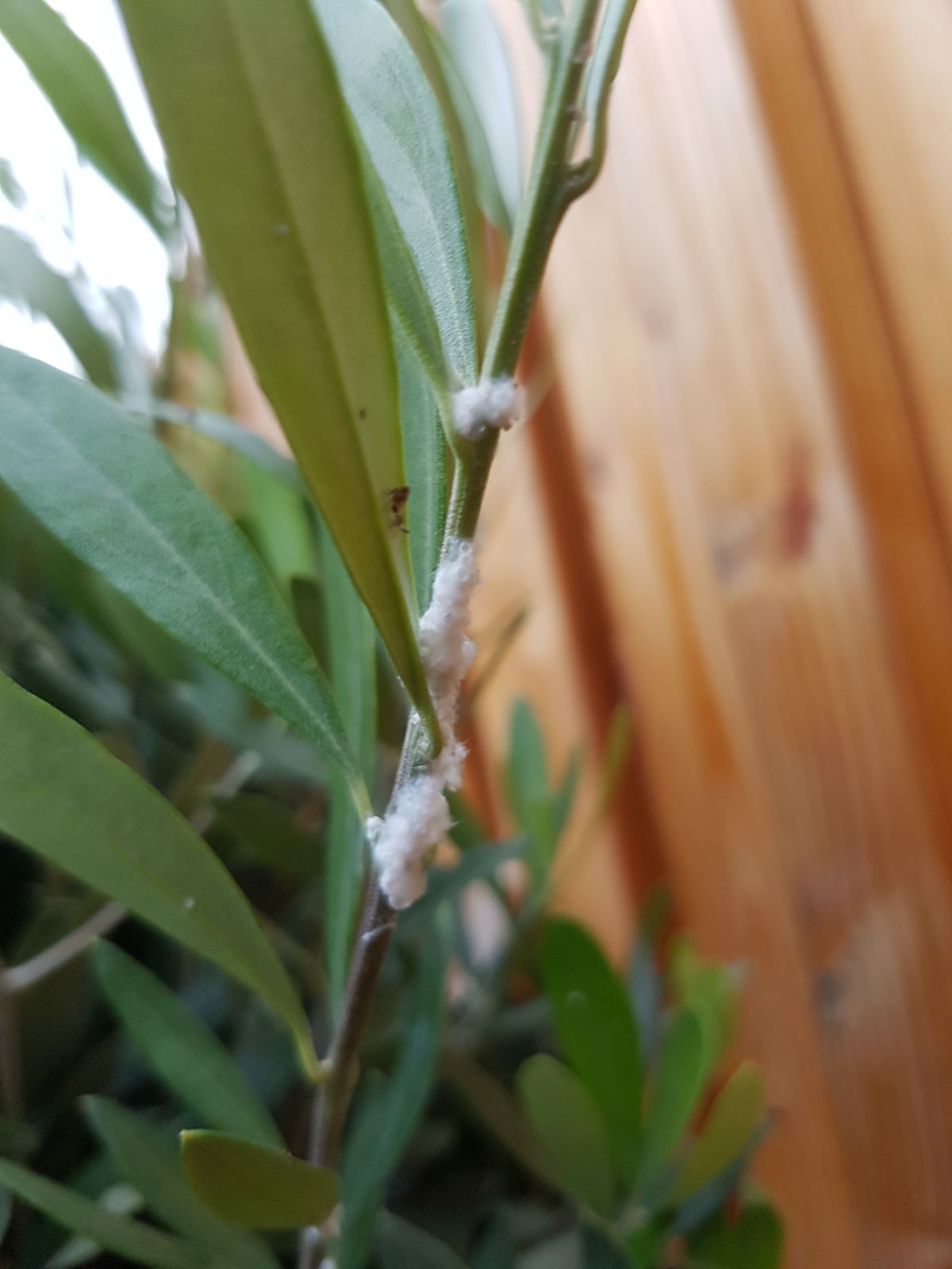 Pluis in de olijfboom?