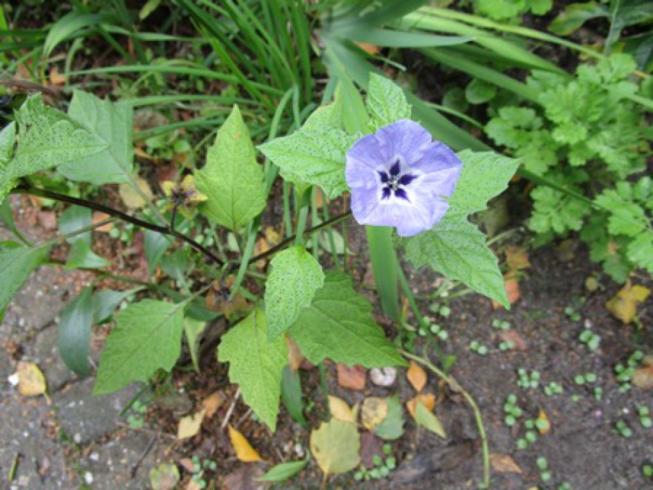 blauwe bloemetjes aan struikje