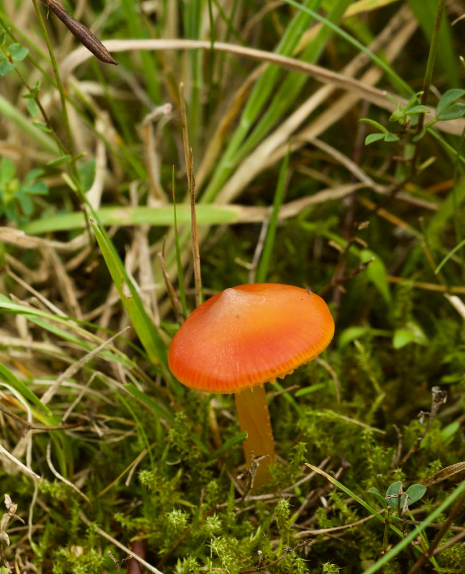 welk paddenstoeltje?