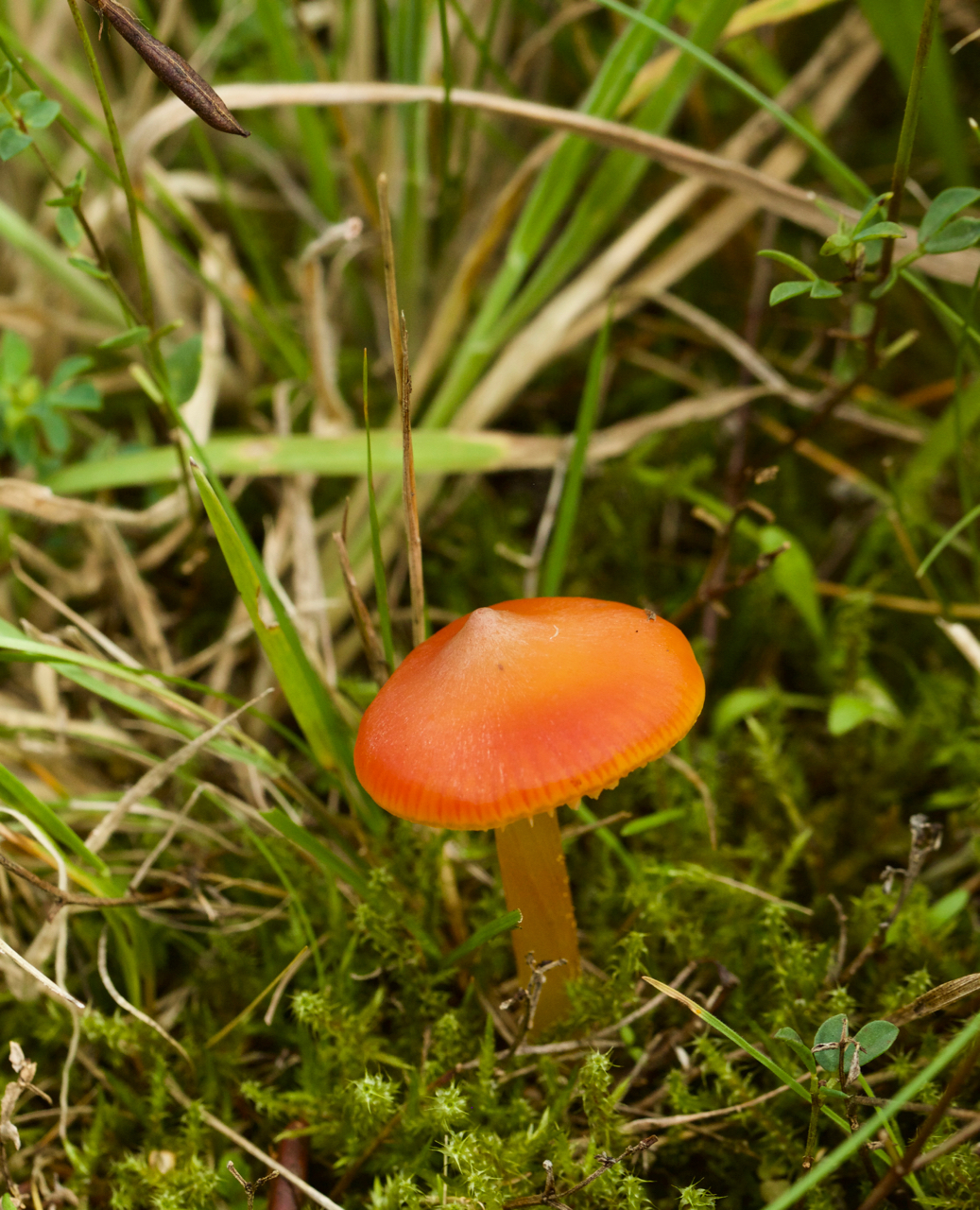 welk paddenstoeltje?