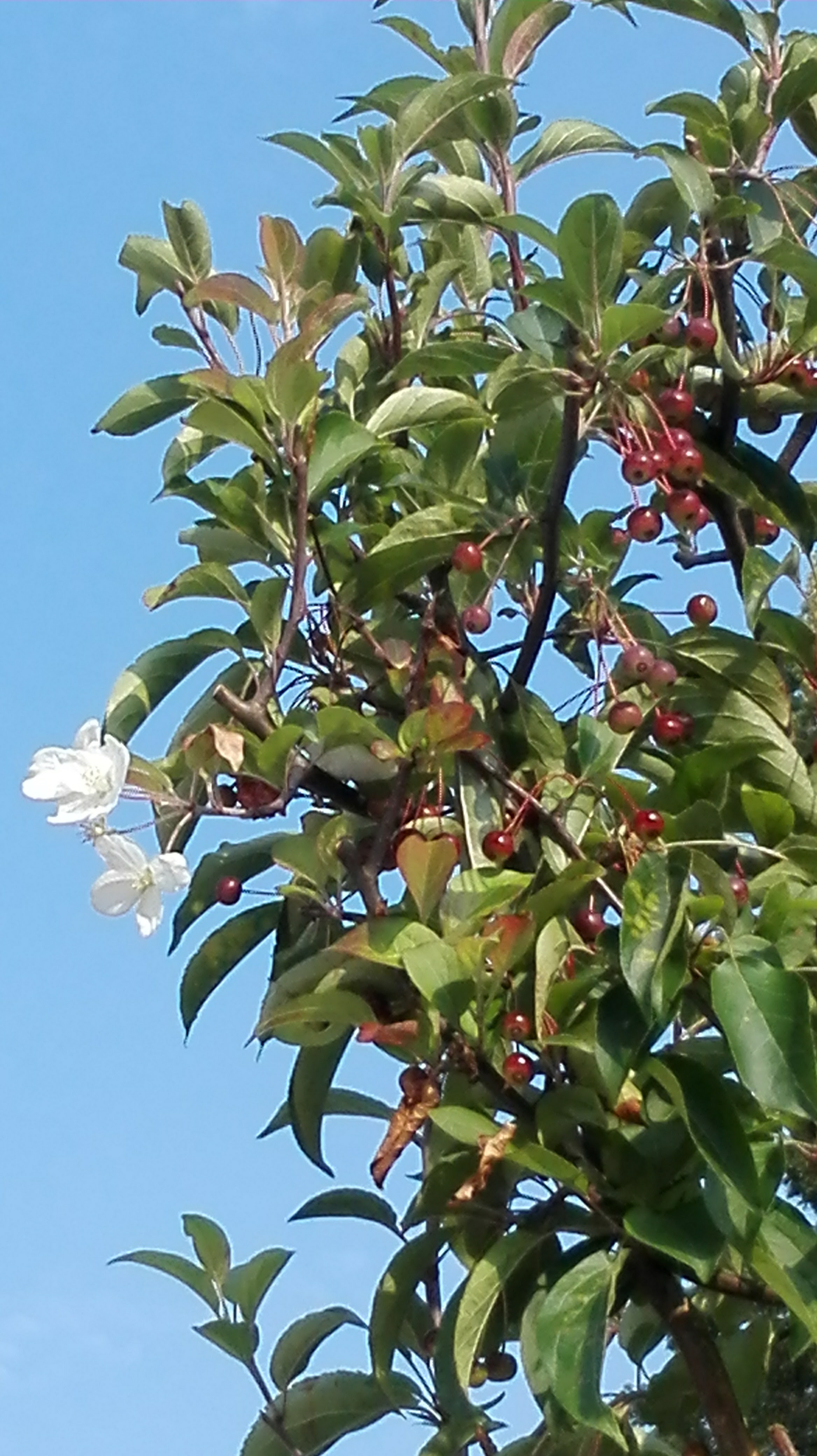 Welke struik /plant is dit??