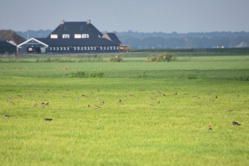 Welke vogels zie ik hier?