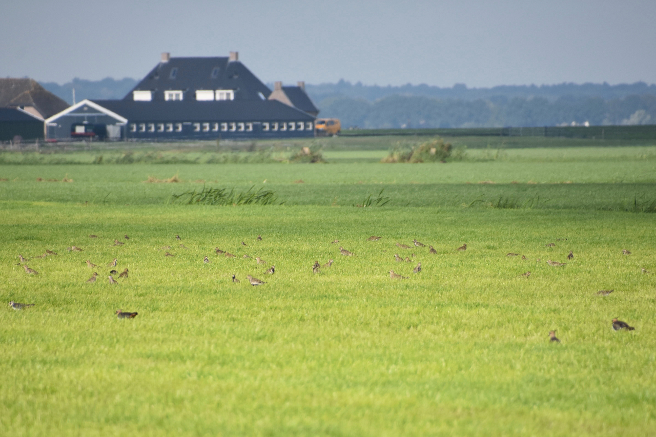 Welke vogels zie ik hier?
