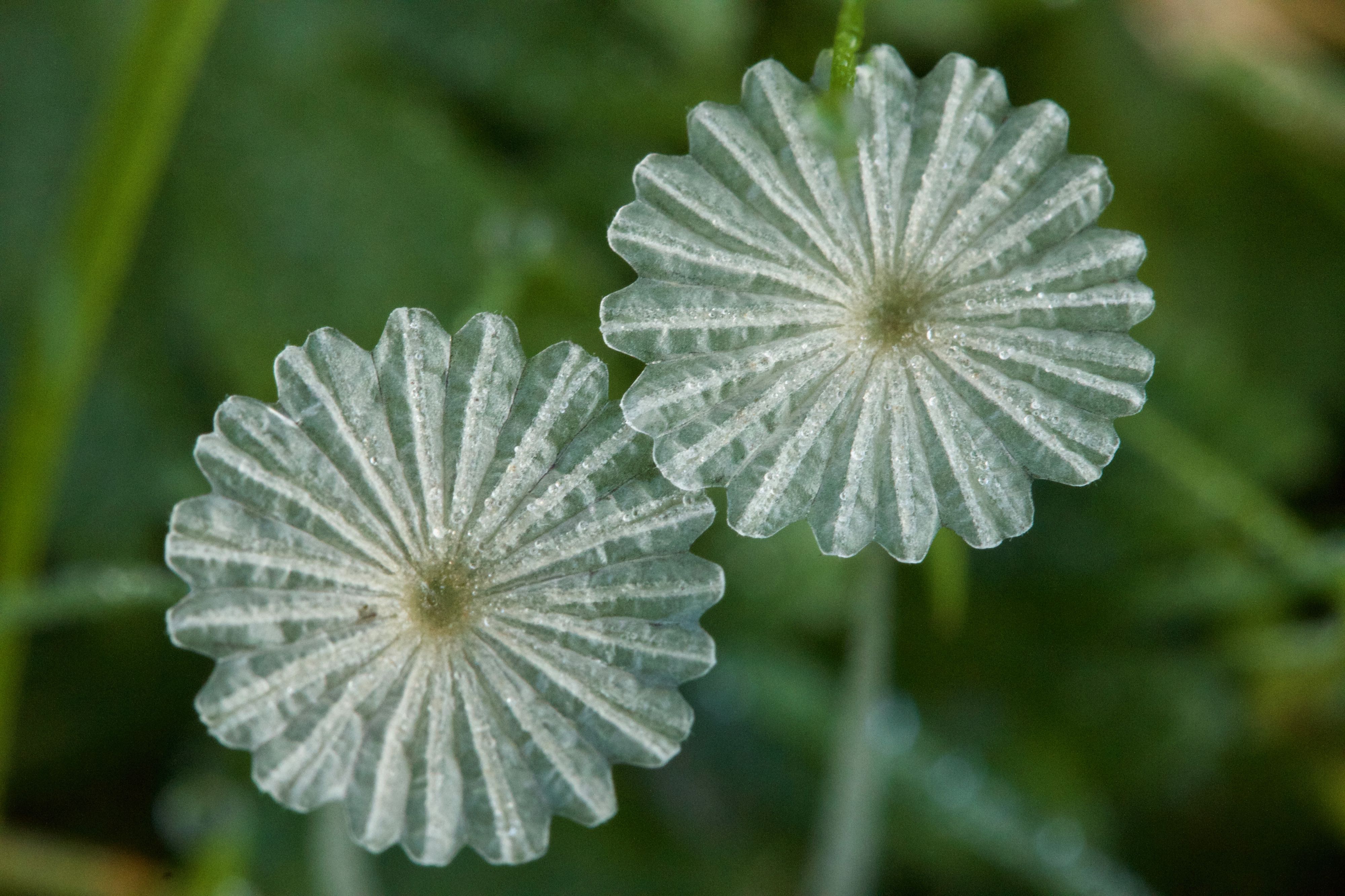 Wie weet de naam van deze 2 doorluchtige schoonheden?
