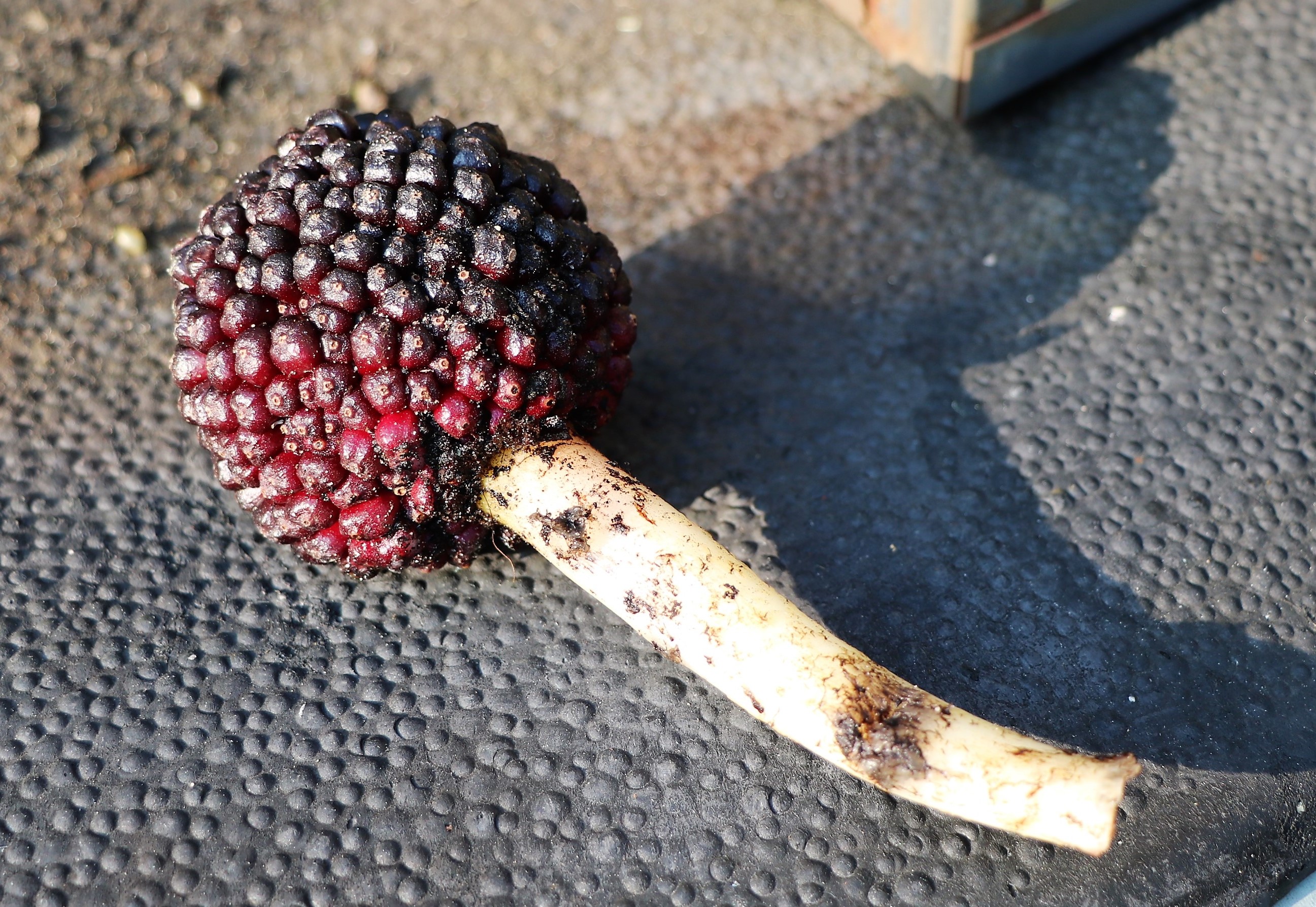 wat is dit voor plant@