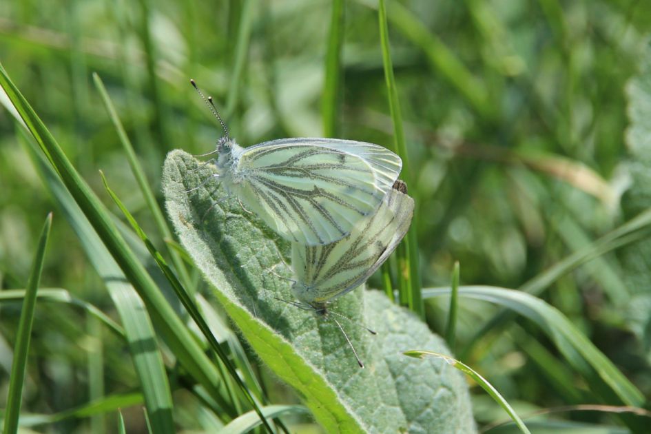 Twee vlinders tijdens paring