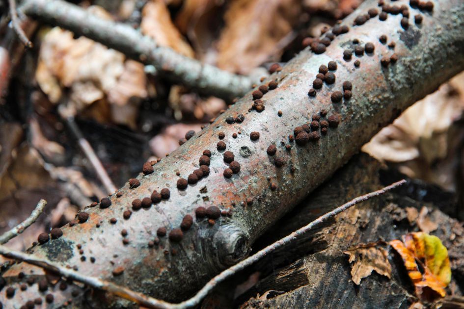 Kleine bruine bolletjes schimmel