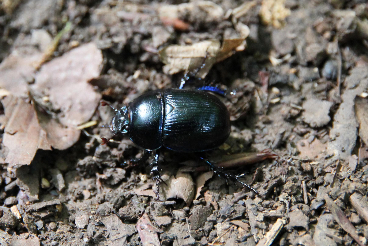 Wat voor soort (mest)kever is dit?