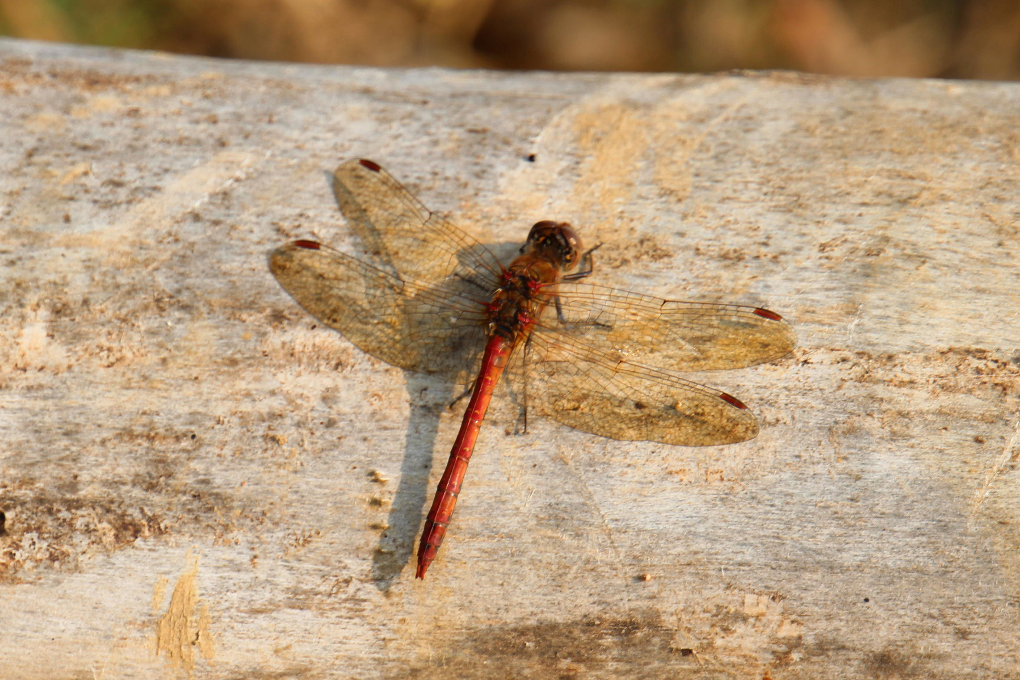 Rode libelle
