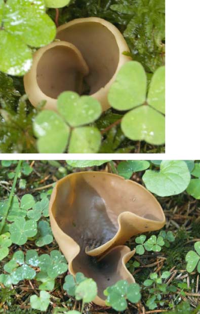 Denk dat dit de zeemkleurige hazenoor is?