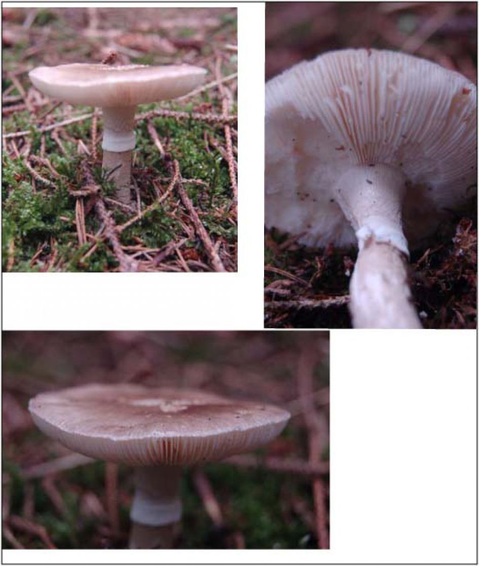 Kan deze echt niet vinden!!!