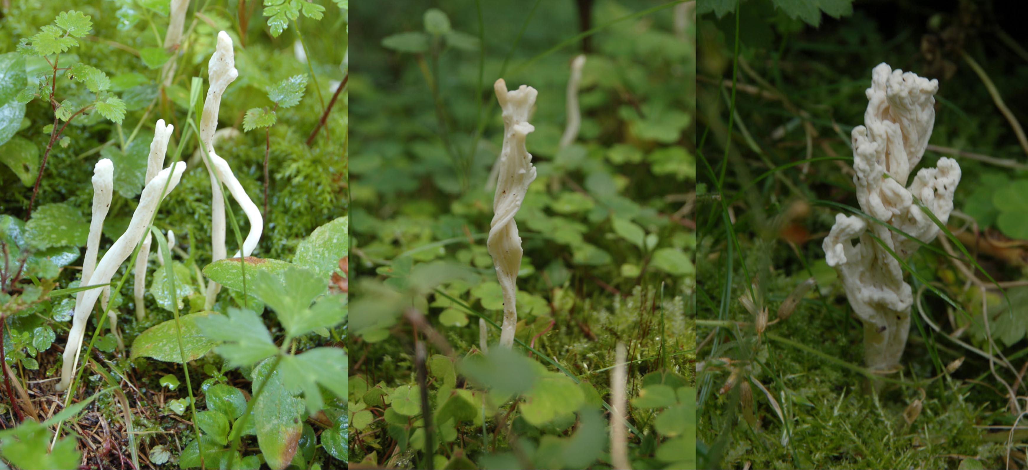 Een en dezelfde soort??