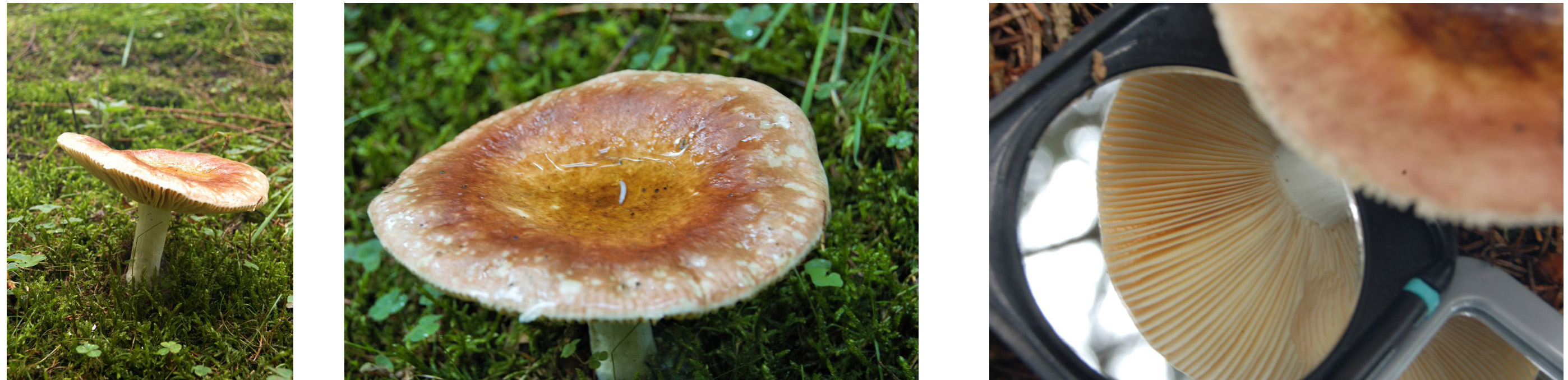 Russula, maar welke?
