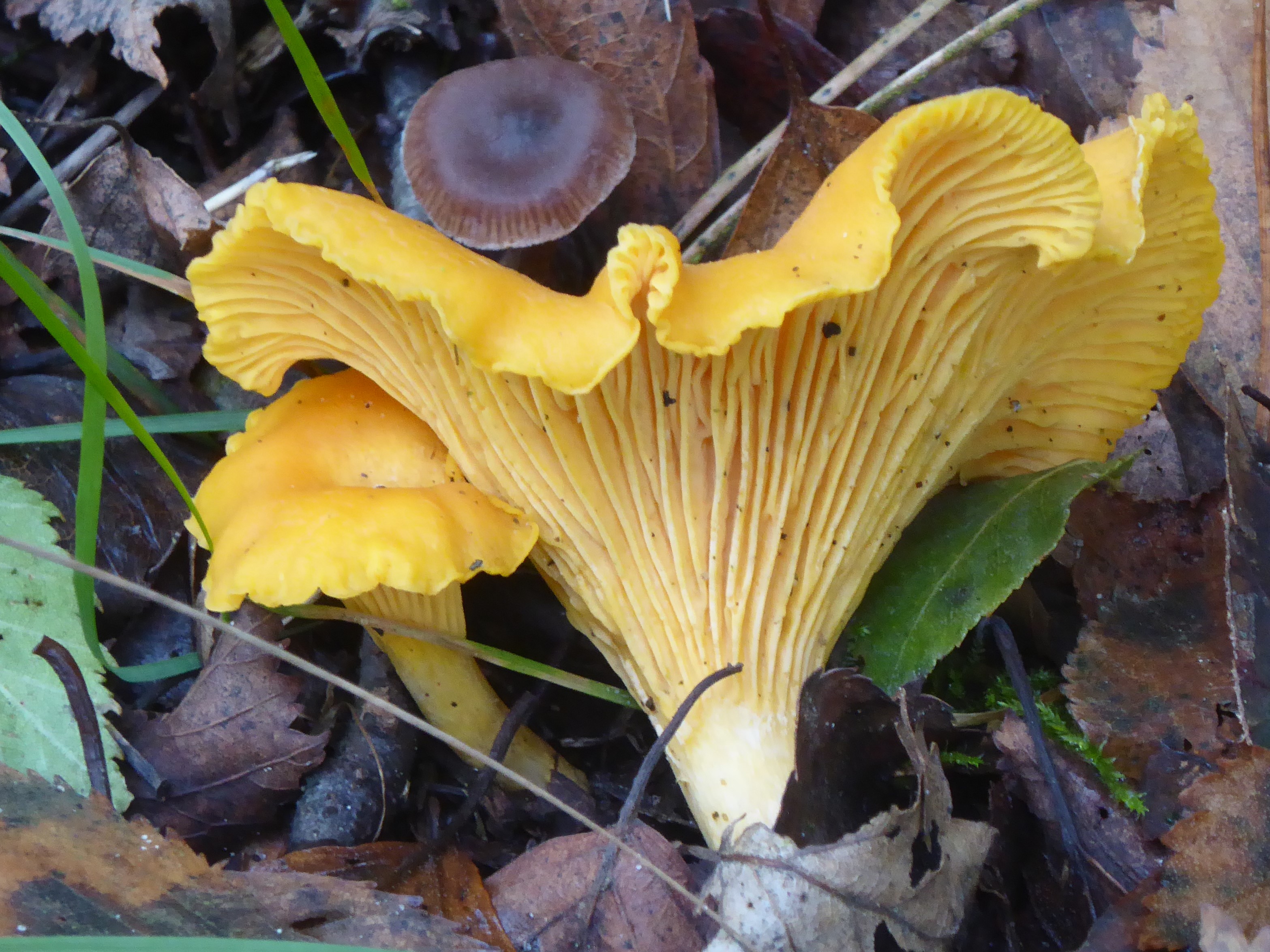 Wat is dit voor een paddenstoel?