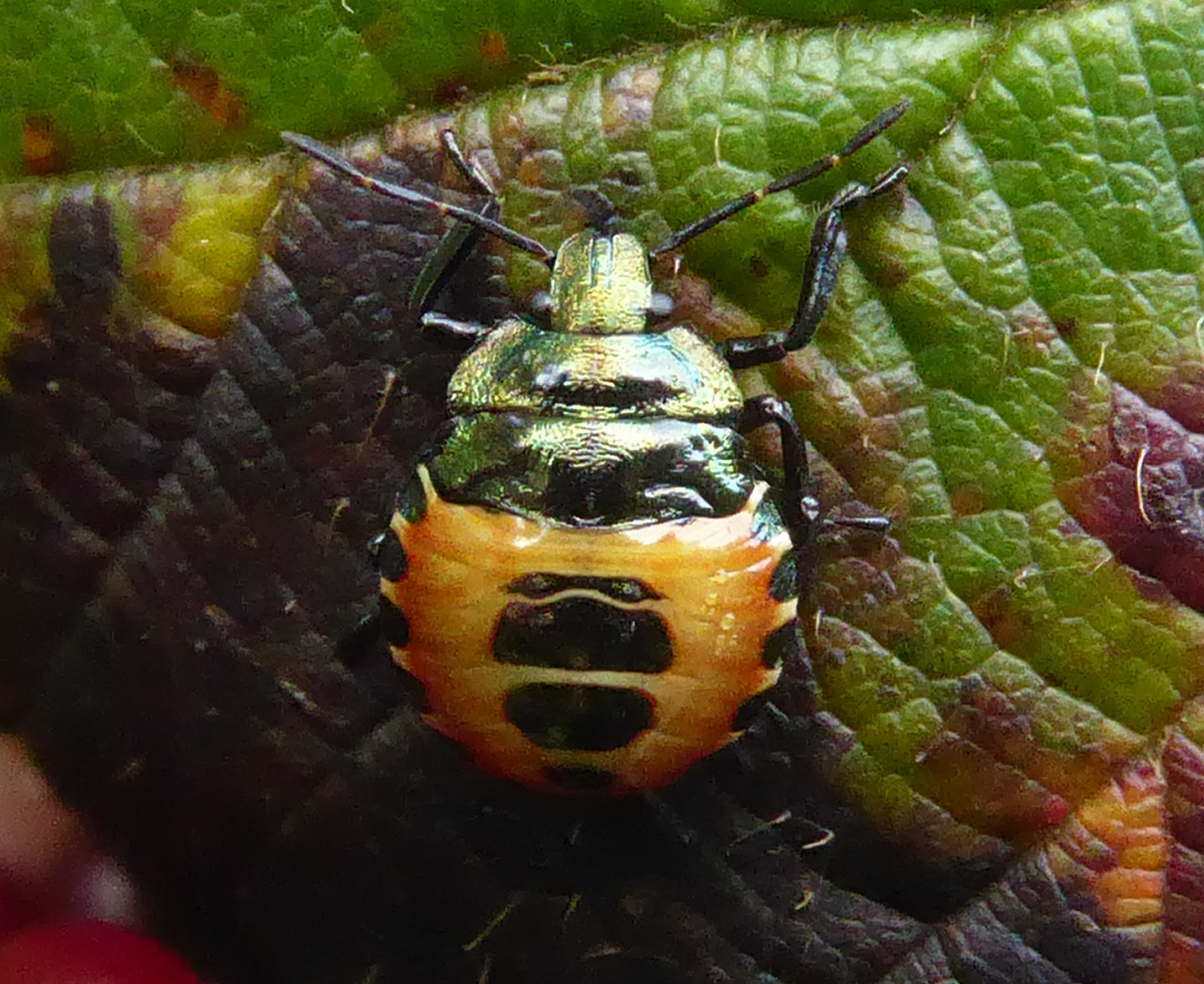 nimfen groene schildwants ?