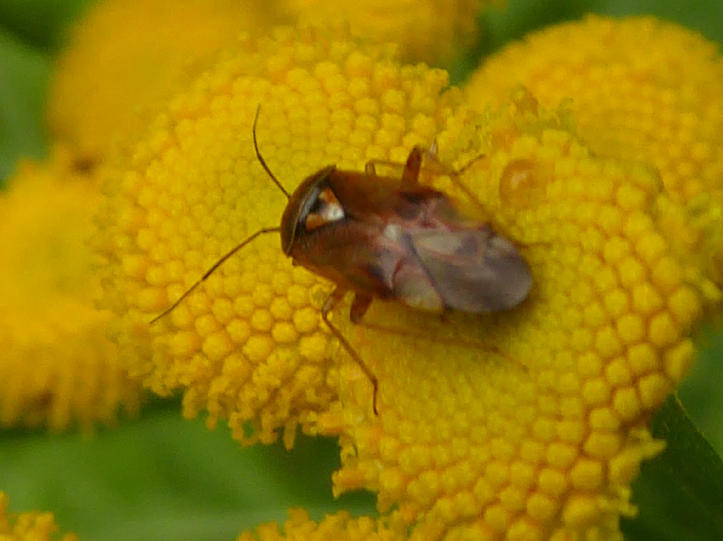 welke wants kan dit zijn ?