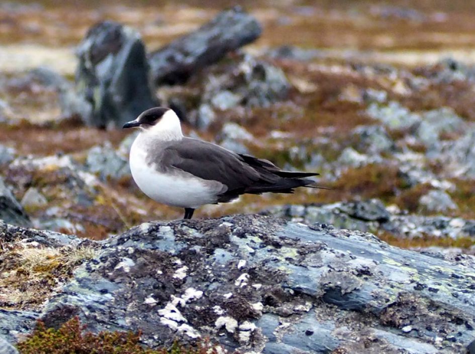 Zwarte snavel en poten.