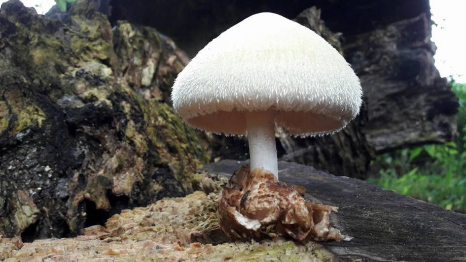 Welke paddenstoel is dit?