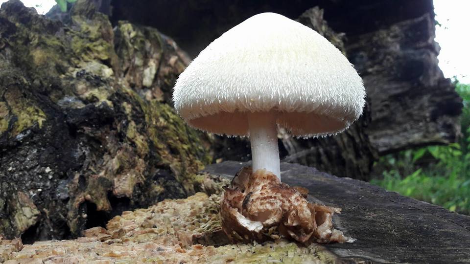 Welke paddenstoel is dit?