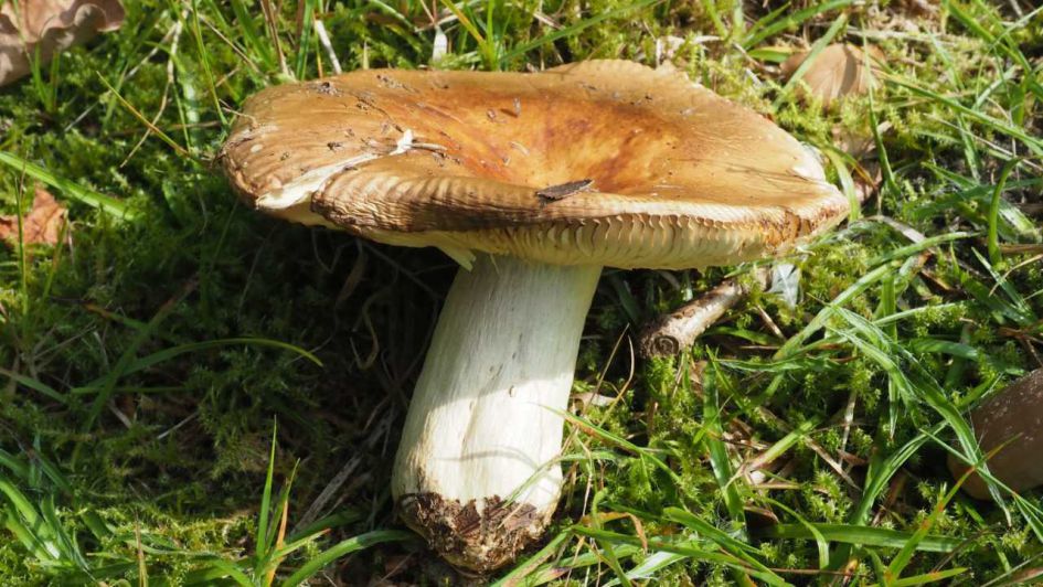 Op dezelfde plek als de vorige paddenstoel