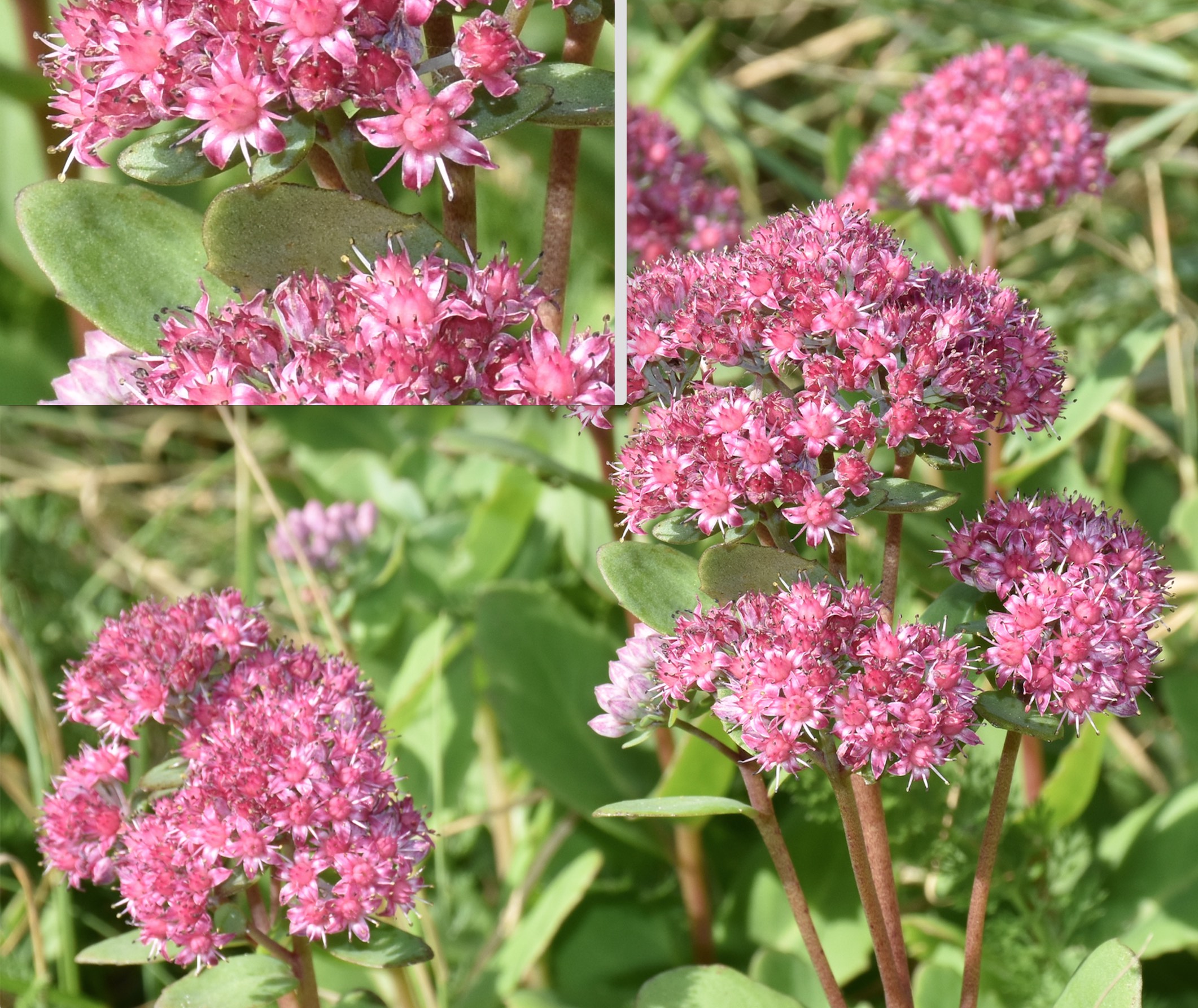 kent iemand naam van dit fraaie plantje?