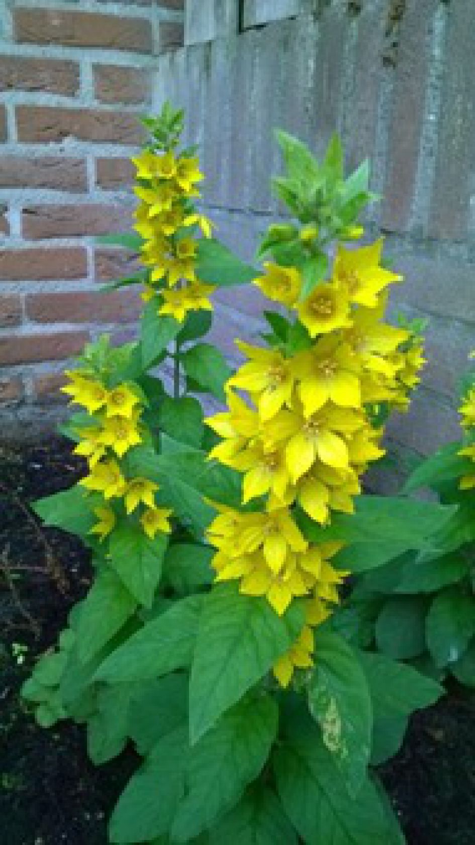 Onbekende plant in de tuin