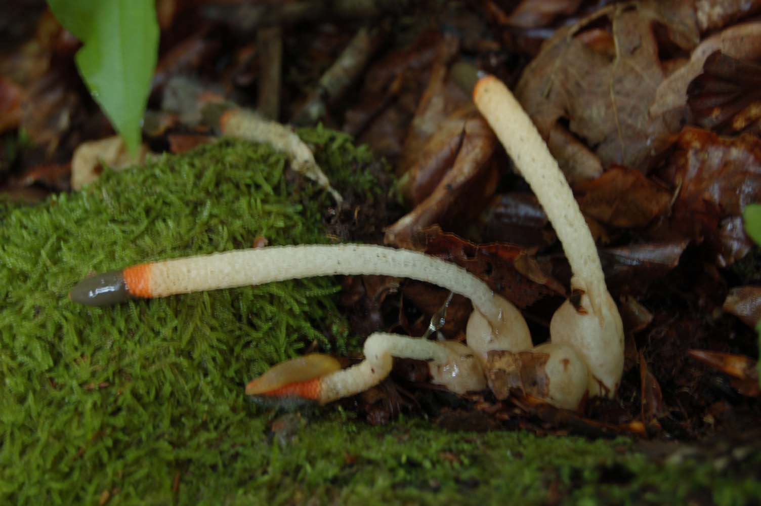 Kleine stinkzwam of roze stinkzwam?