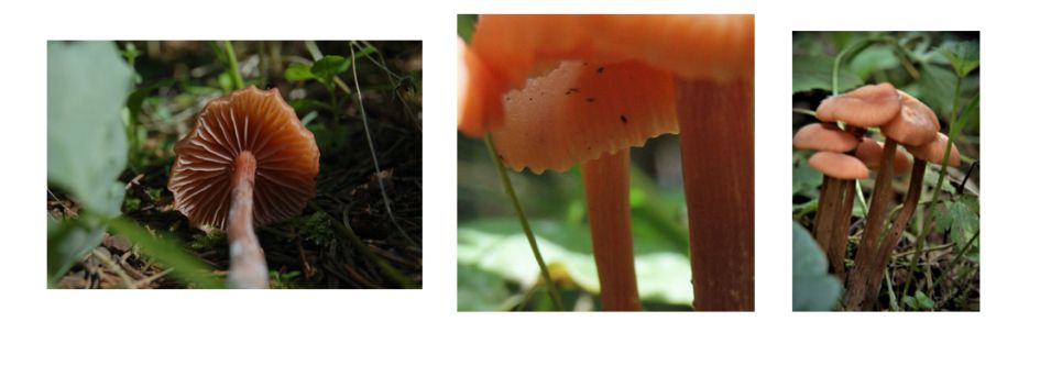 Ook deze is voor mij niet te doen!