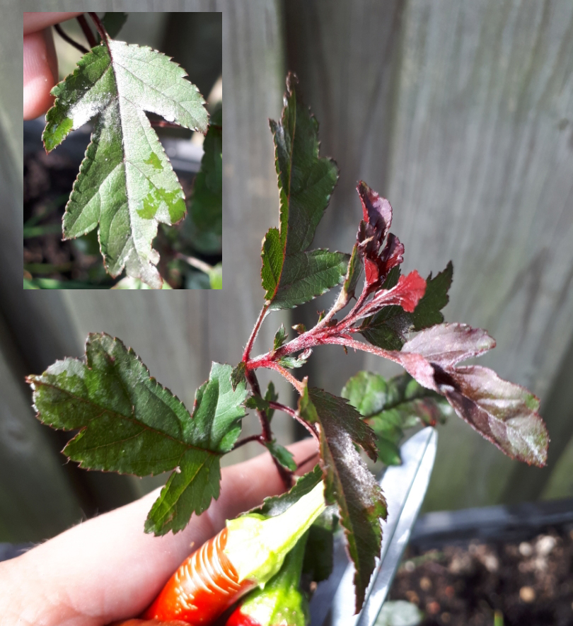 Welke plant is dit? (nerf, bovenste takjes en nieuwe bladeren rood)