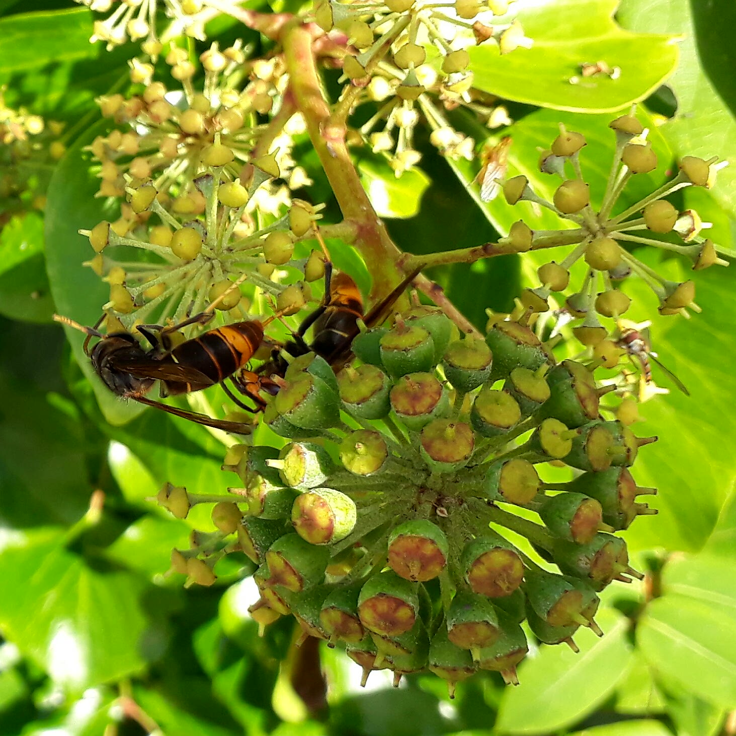 Wat voor wesp is dit?