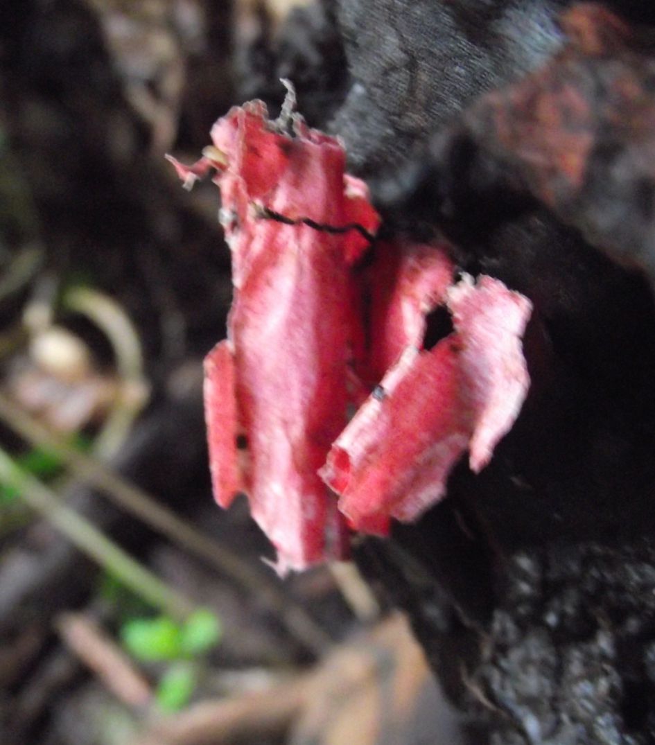 Is dit een paddestoel?