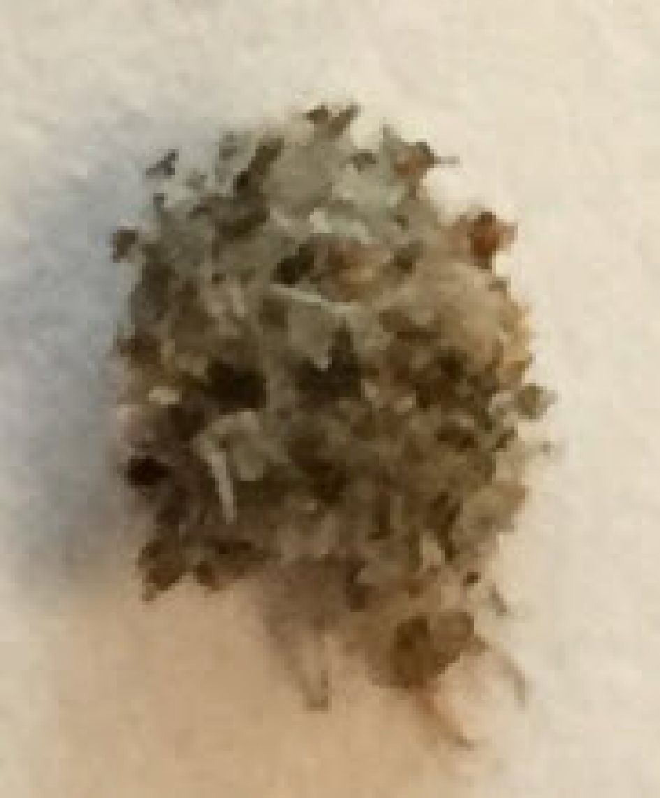 vreemd beestje op plant