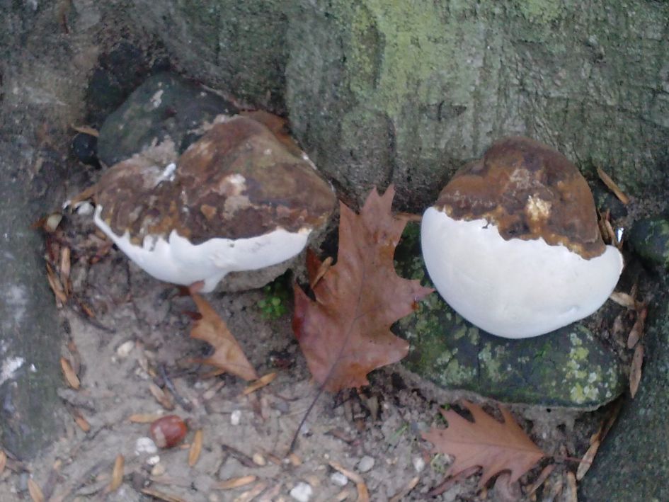 Nijmeegse schoonheid